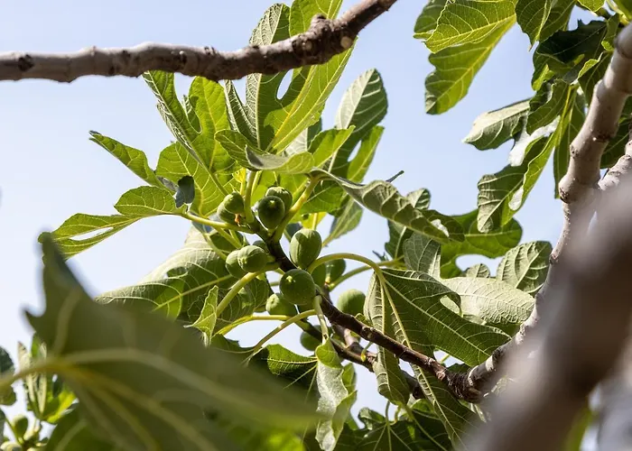 Beautiful Goldy Daire *